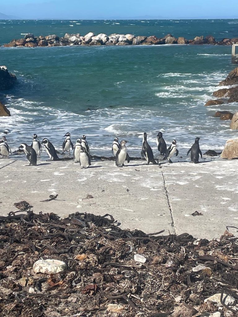 Boulders Beach Penguins 01