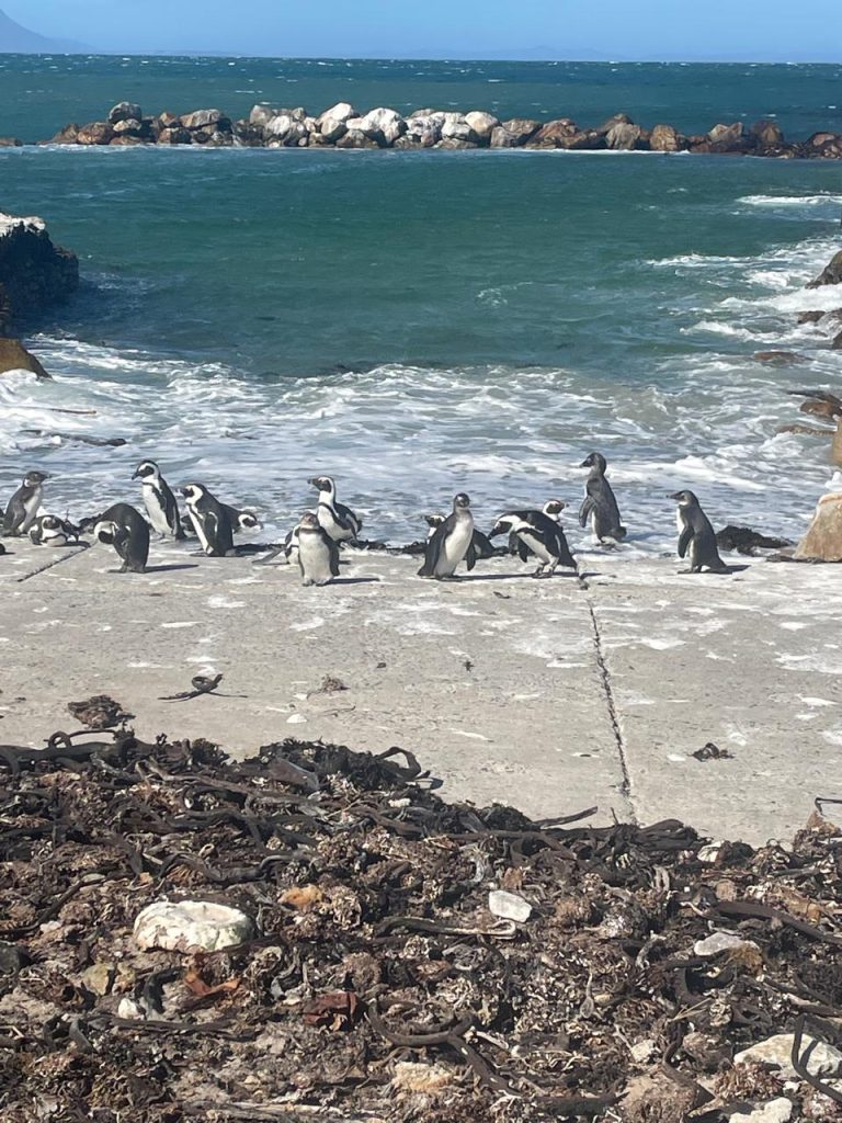 Boulders Beach Penguins 02