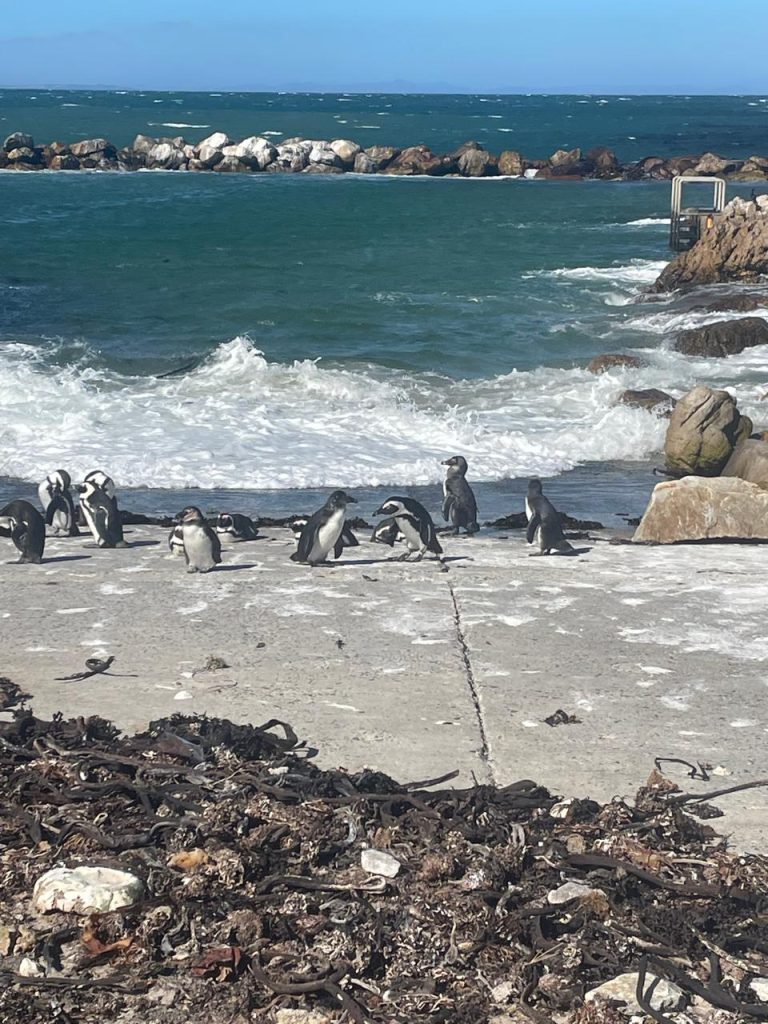 Boulders Beach Penguins 03