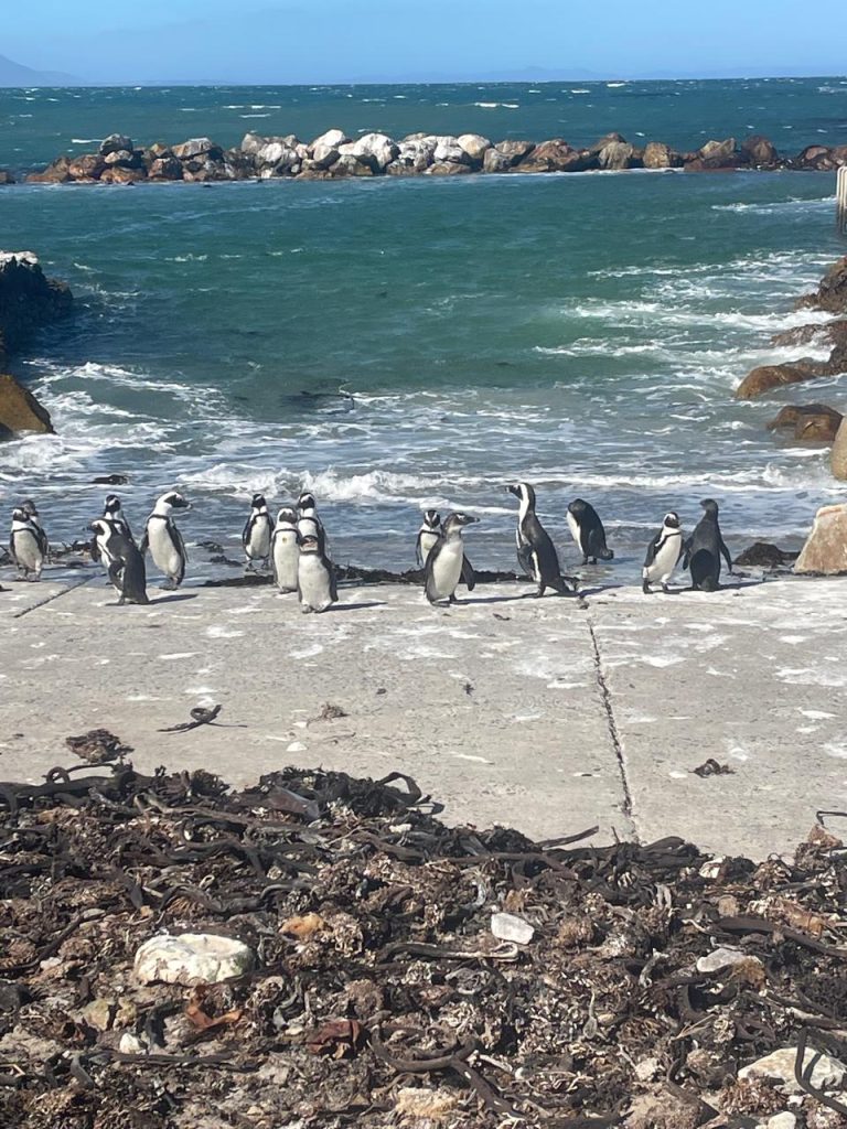 Boulders Beach Penguins 04