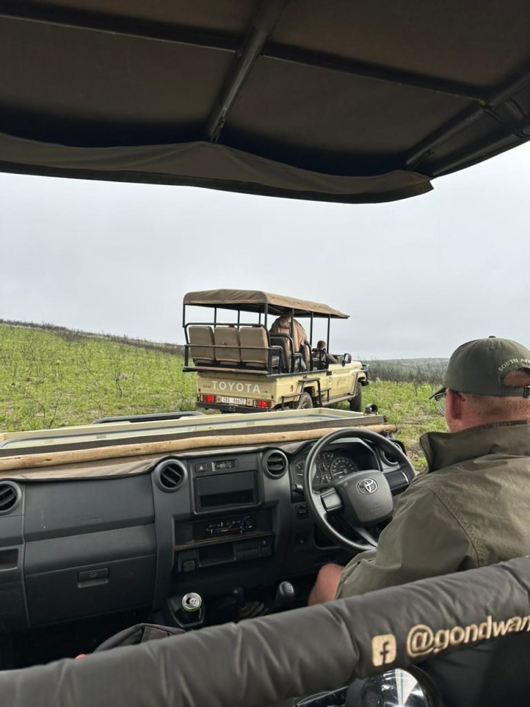 Safari Wildlife 15