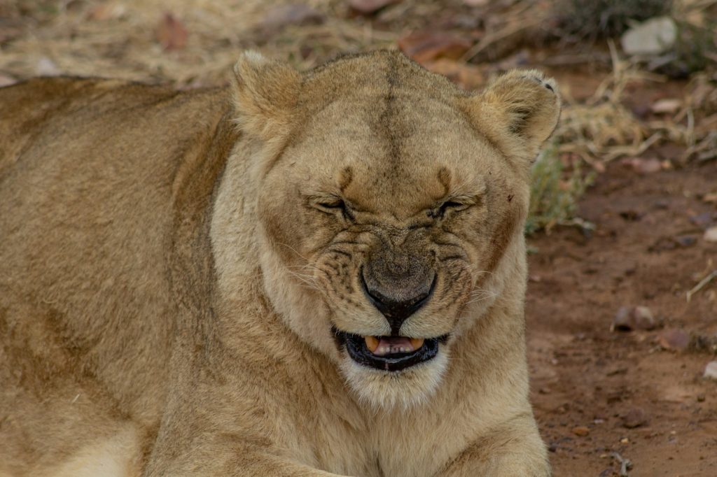 A lion resting on the ground at Aquila Private Game Reserve