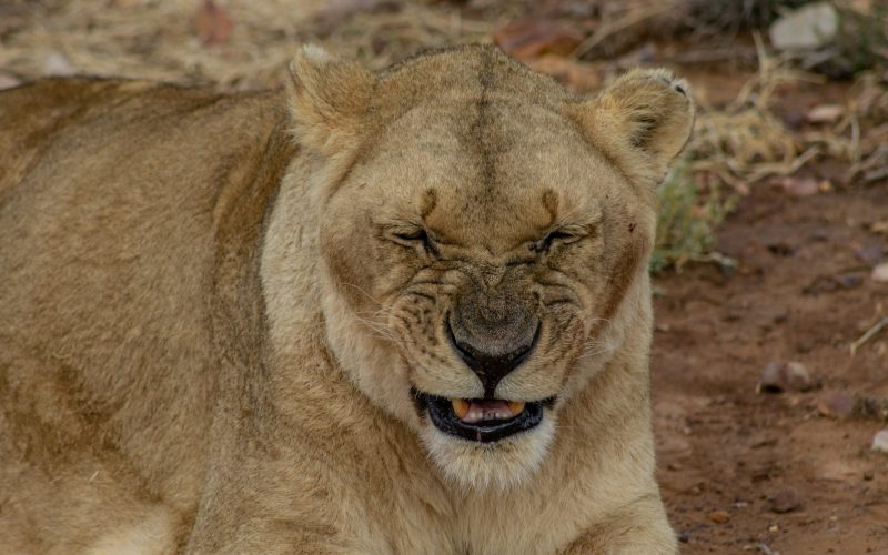 A lion resting on the ground at Aquila Private Game Reserve