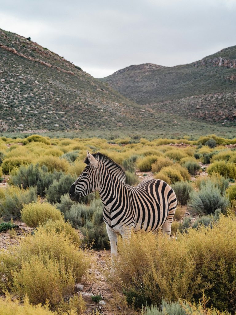 A zebra in the landscape at Aquila Private Game Reserve
