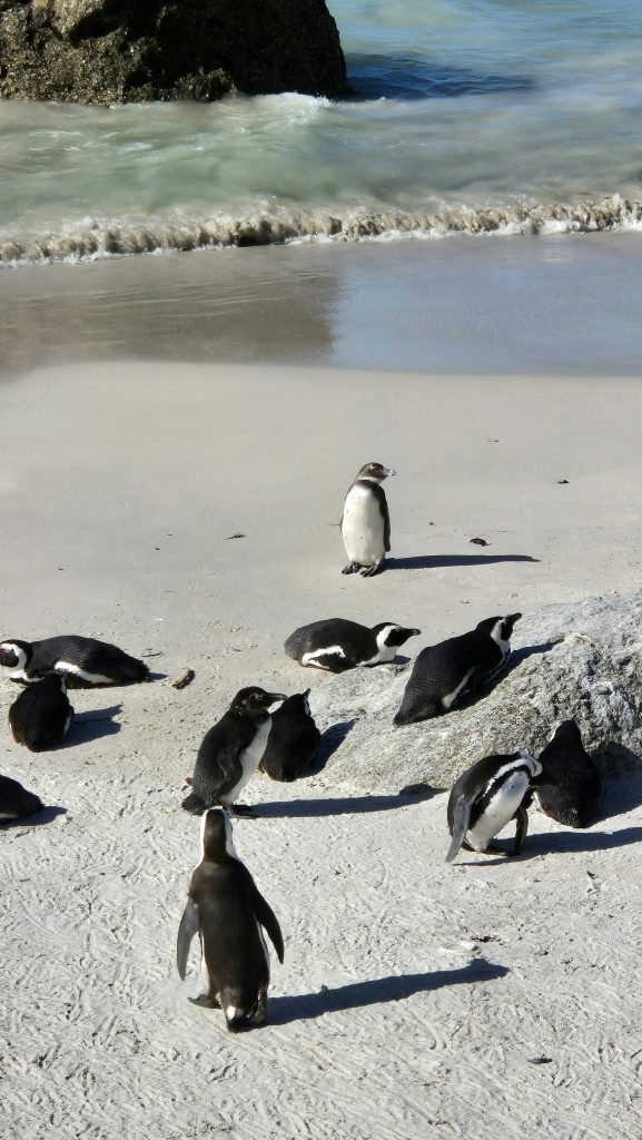 African penguins beside the ocean at Boulders Beach