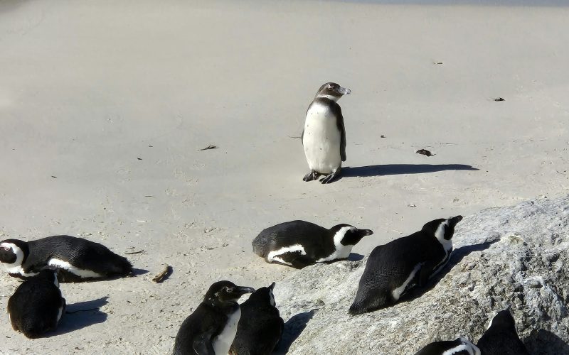 African penguins beside the ocean at Boulders Beach