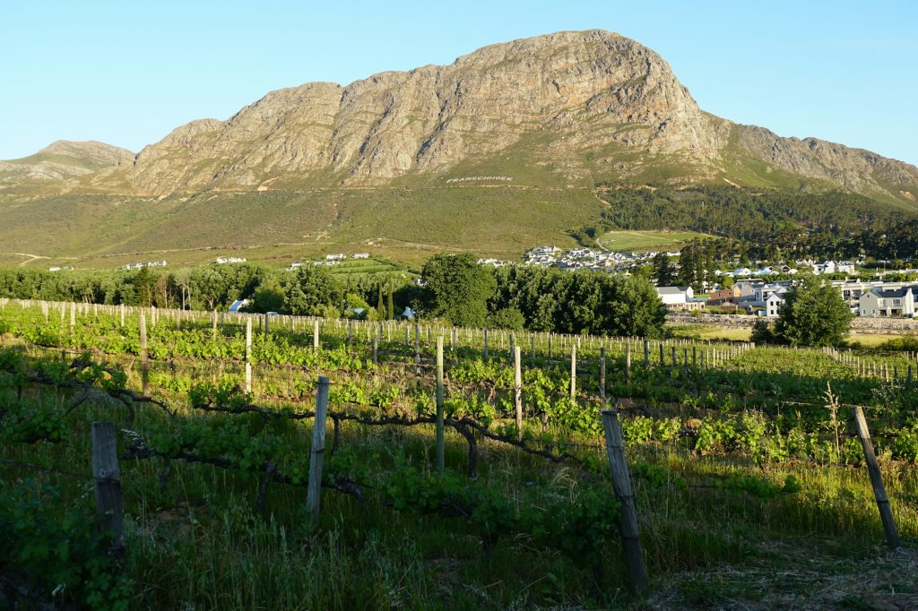 Vineyards with a mountain backdrop in Franschhoek